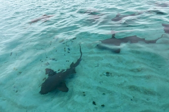Roatan Nurse Shark Snorkeling Tour with Lunch